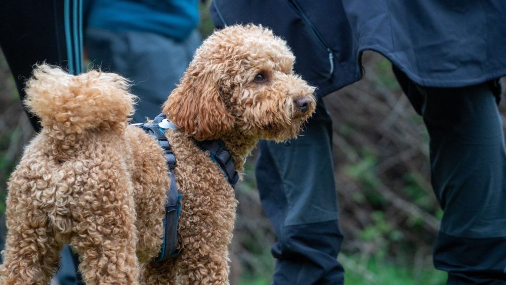 Golden Mountain Doodle on a hike with a curly coat and harness.