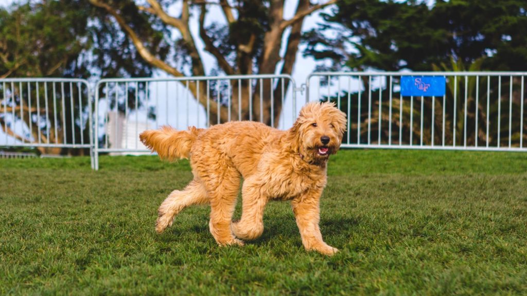 Golden Mountain Doodle playing in a grassy park.