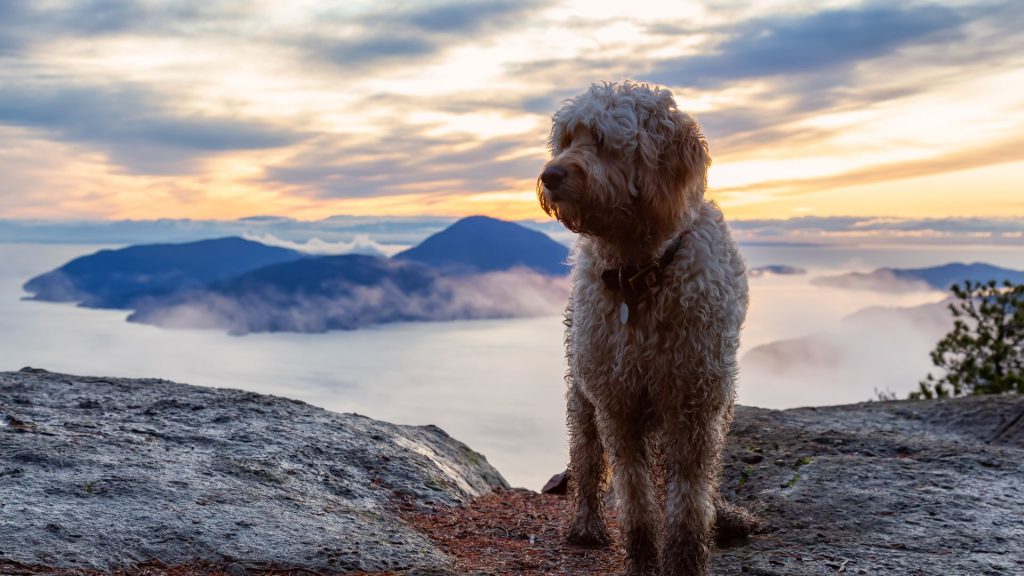 Golden Mountain Doodle standing on a mountain with a stunning sunset.