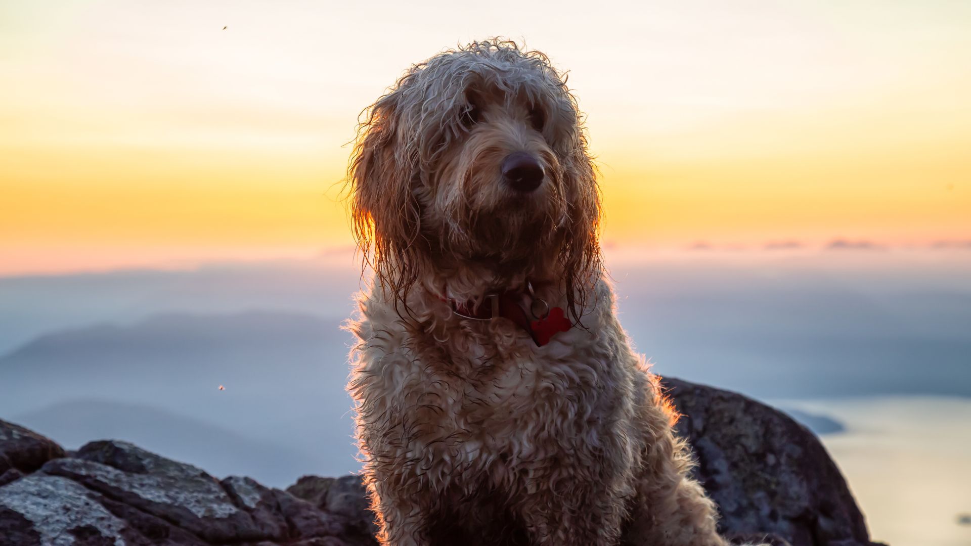 Golden Mountain Doodle enjoying a mountain sunset with a wavy coat.