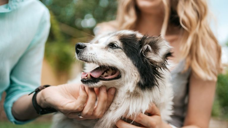 Joyful slate-hued dog enjoys a petting session.