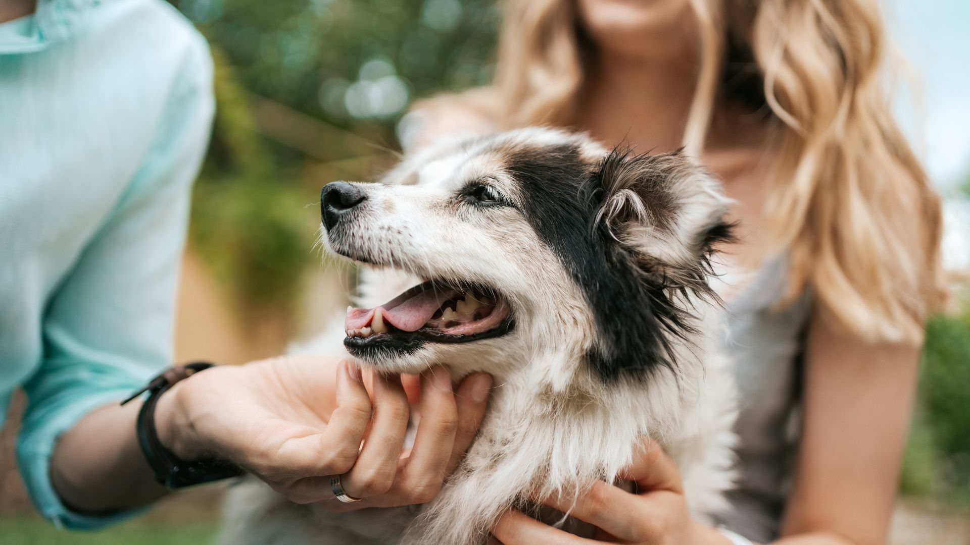 Joyful slate-hued dog enjoys a petting session.