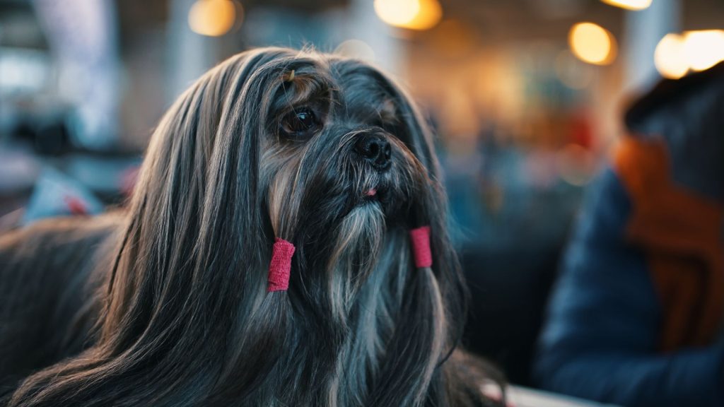 Lhasa Apso with long, silky hair and red bows, highlighting a furry breed.