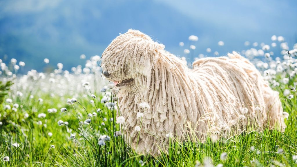 Large furry dog with dreadlocks-like coat standing in a meadow.