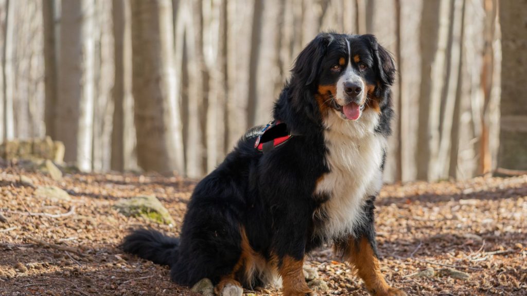 Large Bernese Mountain Dog sitting in a forest, representing a big furry breed.