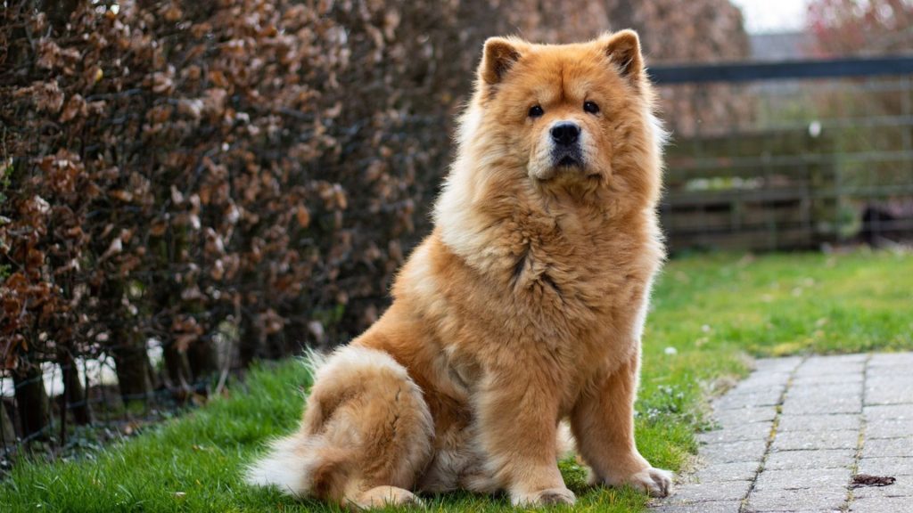 Chow Chow sitting in a garden, representing a large, furry breed.