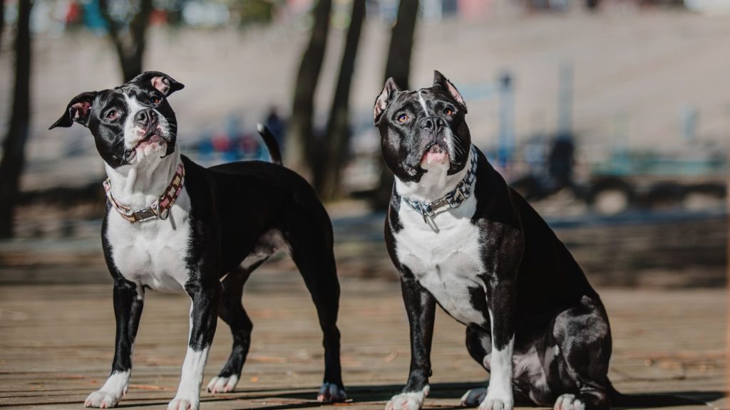 Two mean dog breeds standing and sitting on a wooden deck.