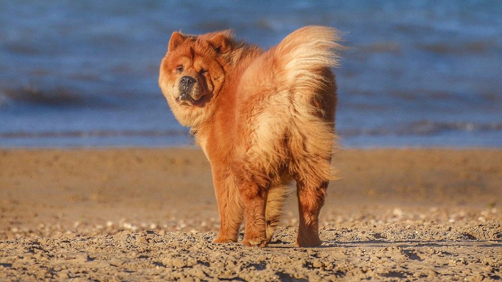 A mean dog breed standing on a sandy beach with the sea in the background.