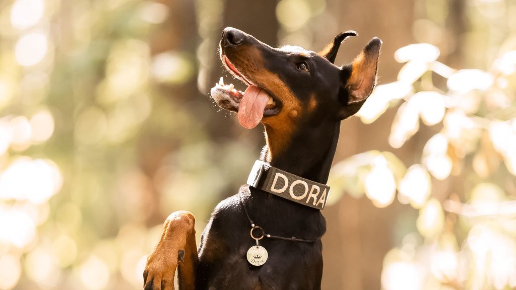 A mean dog breed standing with a raised paw, wearing a collar that says "Dora."