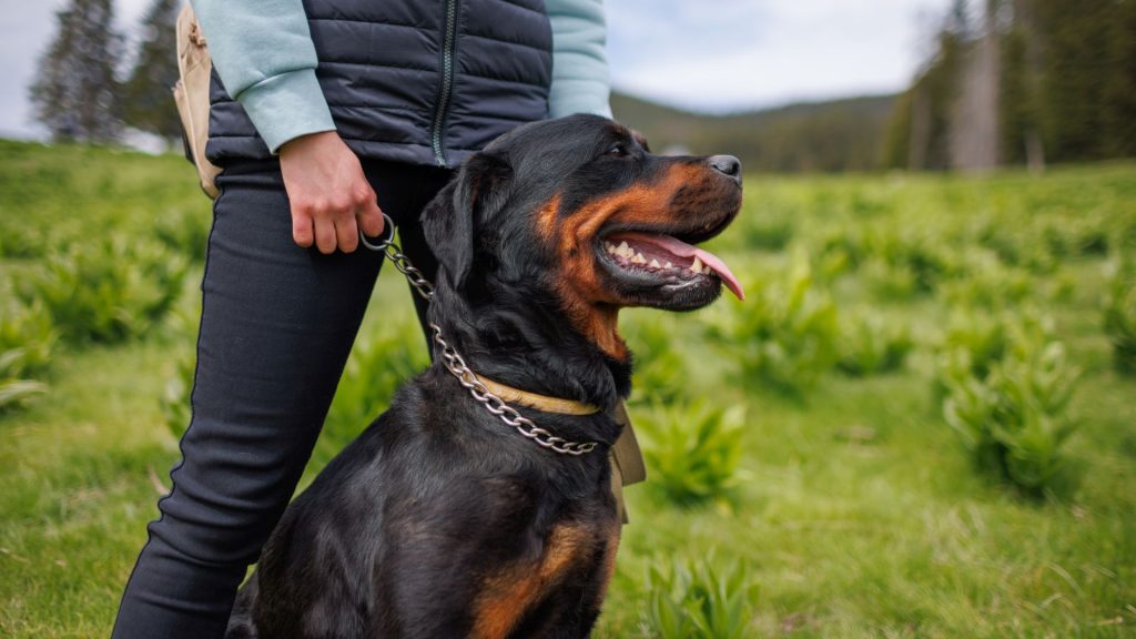 A mean dog breed on a leash standing beside its owner in a green field.