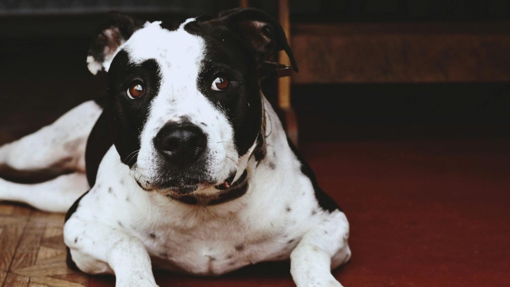 A mean dog breed lying down on a wooden floor indoors.