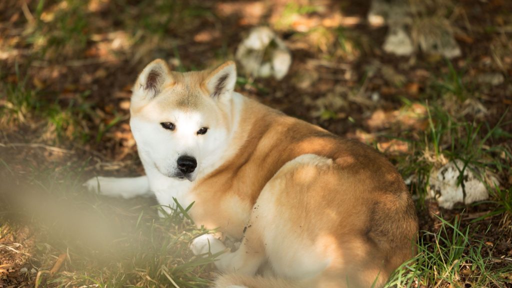 A mean dog breed lying in the shade on grass and dirt.