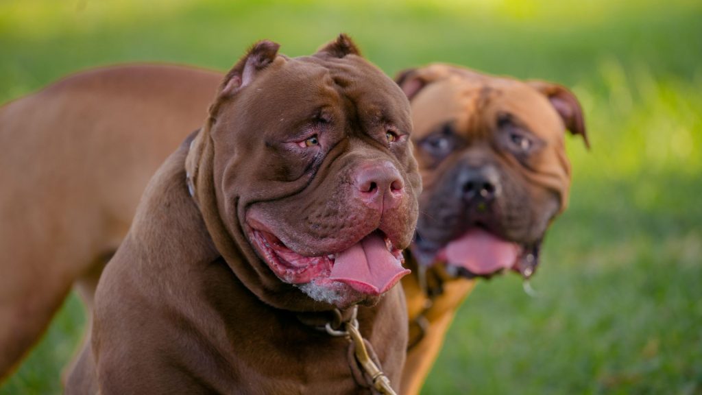 Two mean dog breeds panting in a grassy field on a sunny day.