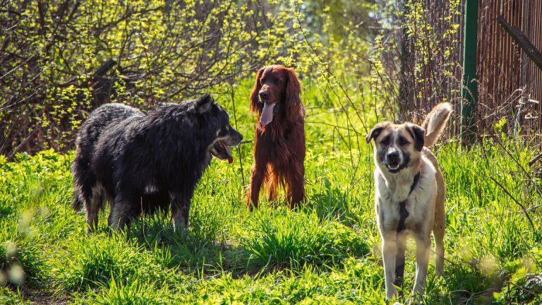 Three mean dog breeds standing in a grassy field under sunlight.