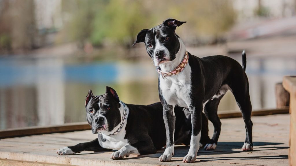 Two mean dog breeds, one lying down and one standing, on a wooden deck by a lake.