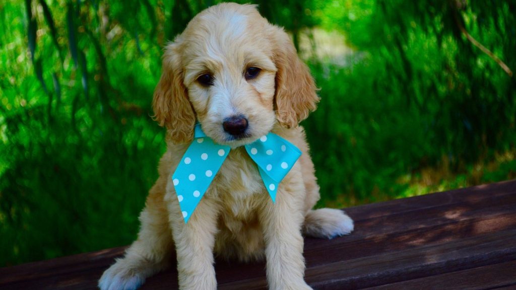 Adorable adult Miniature Goldendoodle full grown with a blue bow sitting on a wooden bench.