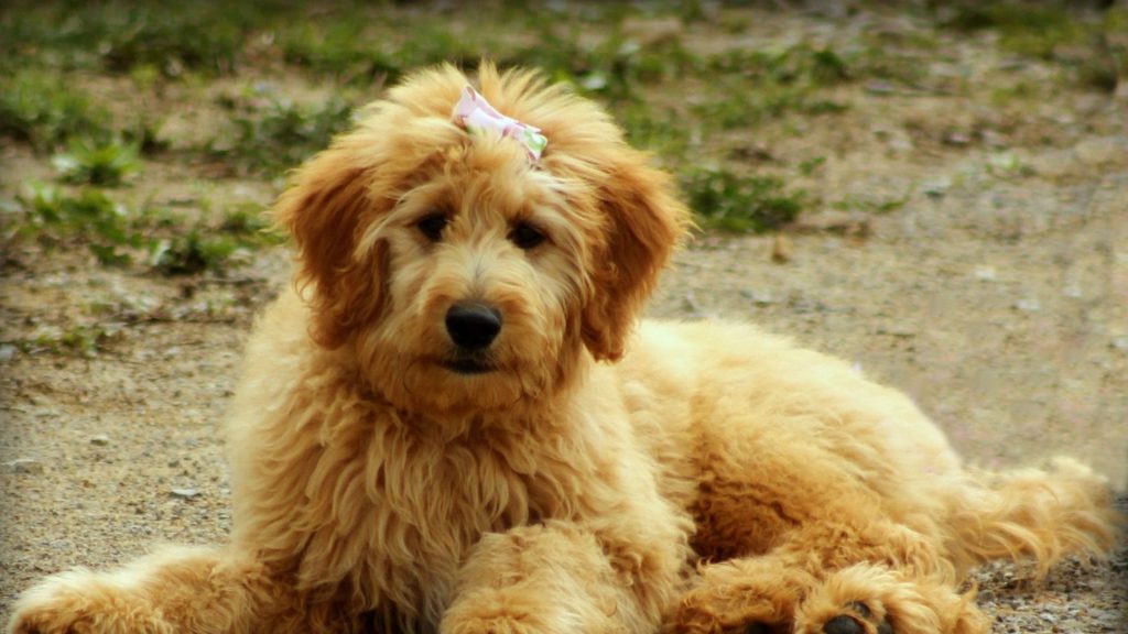 Fluffy, full-grown Miniature Goldendoodle lying outdoors on a grassy area.