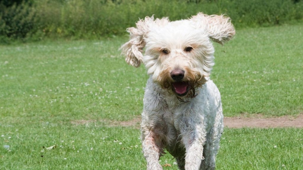 Energetic, adult Miniature Goldendoodle running joyfully across a green field.