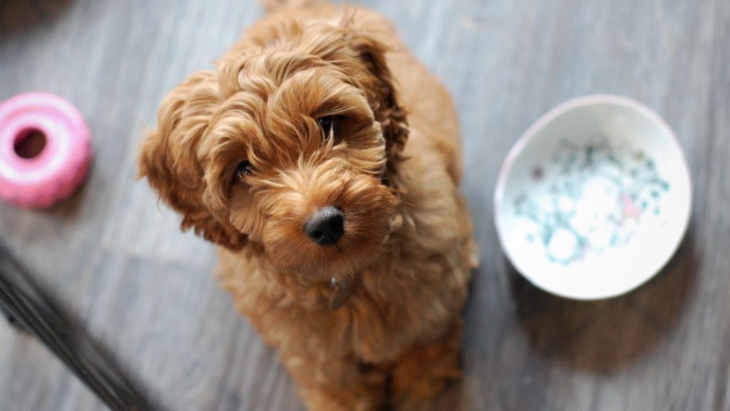 Adorable Miniature Labradoodle with curly fur sitting by a bowl indoors.