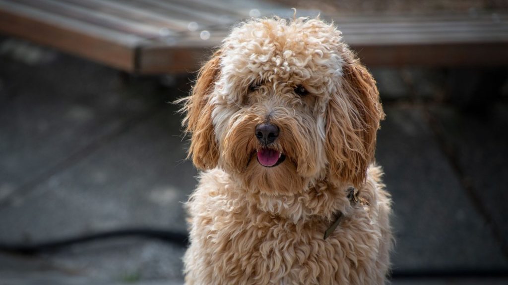 Fluffy adult Miniature Labradoodle with curly coat sitting outdoors on a sunny day.