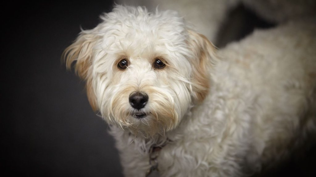 Fluffy adult Miniature Labradoodle with a white coat looking directly at the camera.