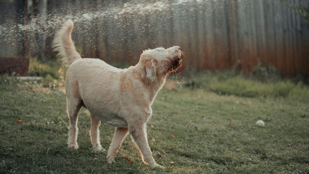 Playful adult Miniature Labradoodle enjoying a spray of water in a grassy yard.