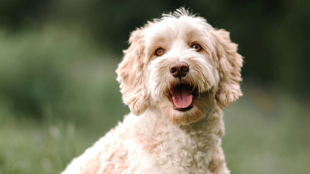 Smiling adult Miniature Labradoodle with a cream coat outdoors on a sunny day.