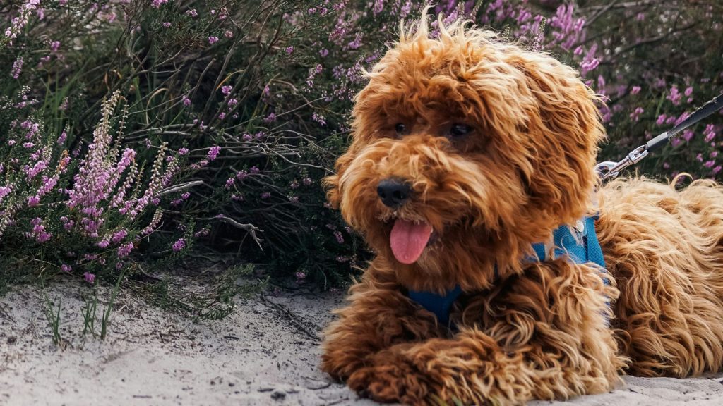 Happy adult Miniature Labradoodle with a curly coat lying in a flower garden.