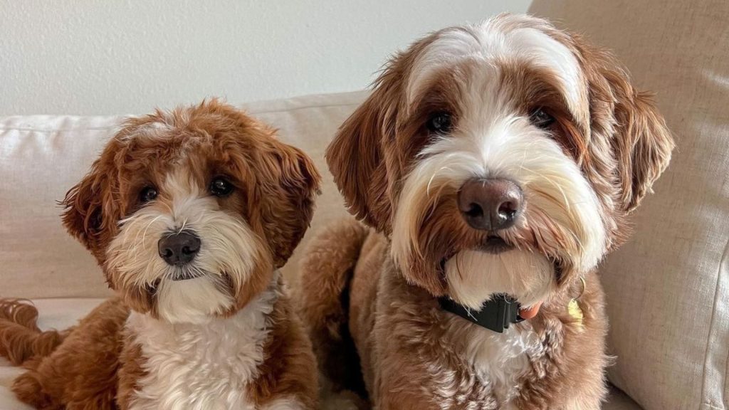 Two adorable Miniature Labradoodles, one smaller and one larger, sitting on a couch.