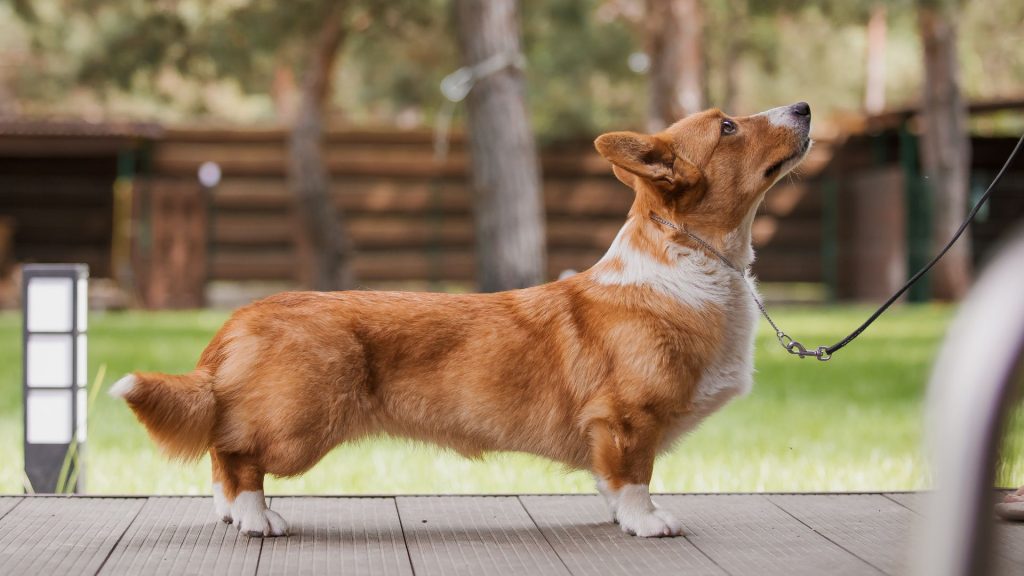 Well-trained Corgi standing attentively on a leash.