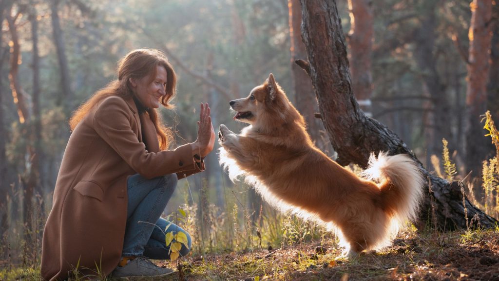 Woman training a well-behaved dog in a forest during sunrise.