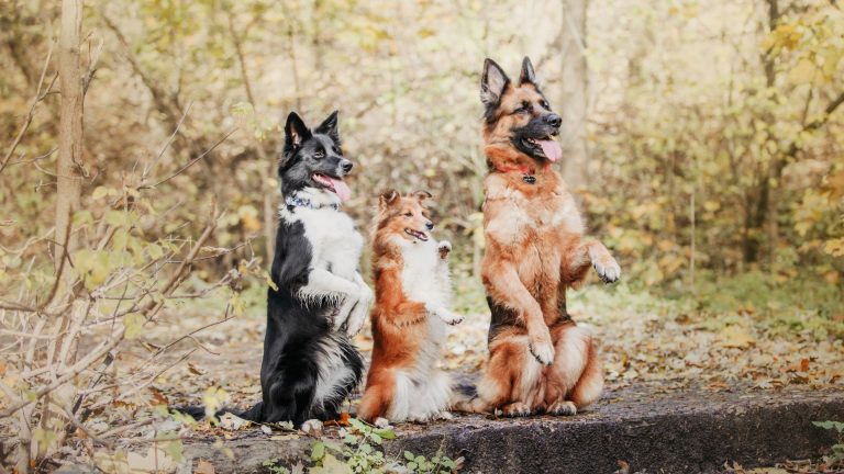 Three well-trained dogs sitting obediently in a forest.