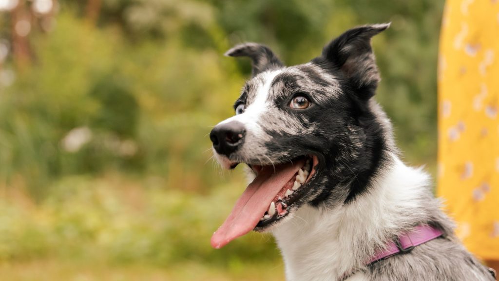 Happy Border Collie showing obedience with tongue out.