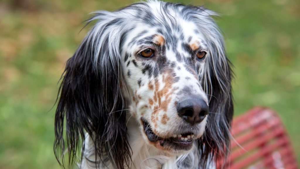 Spotted dog with distinct occiput and long ears outdoors.