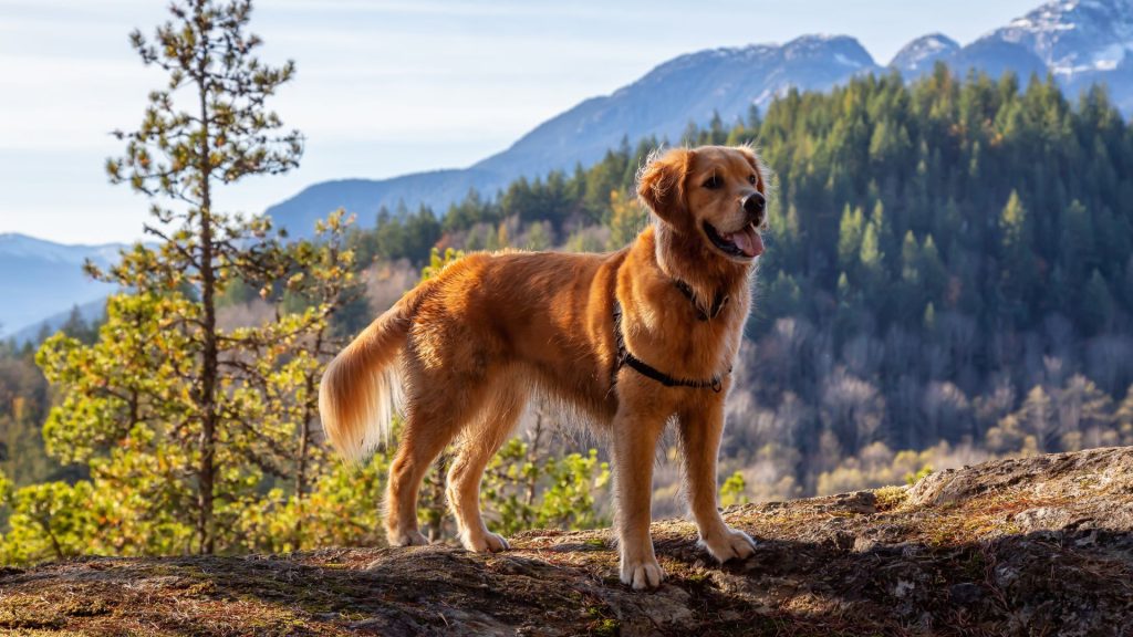 Russet-coated retriever in mountain scenery.