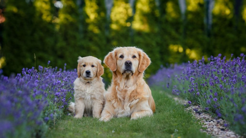 Amber retrievers beside lavender blooms.