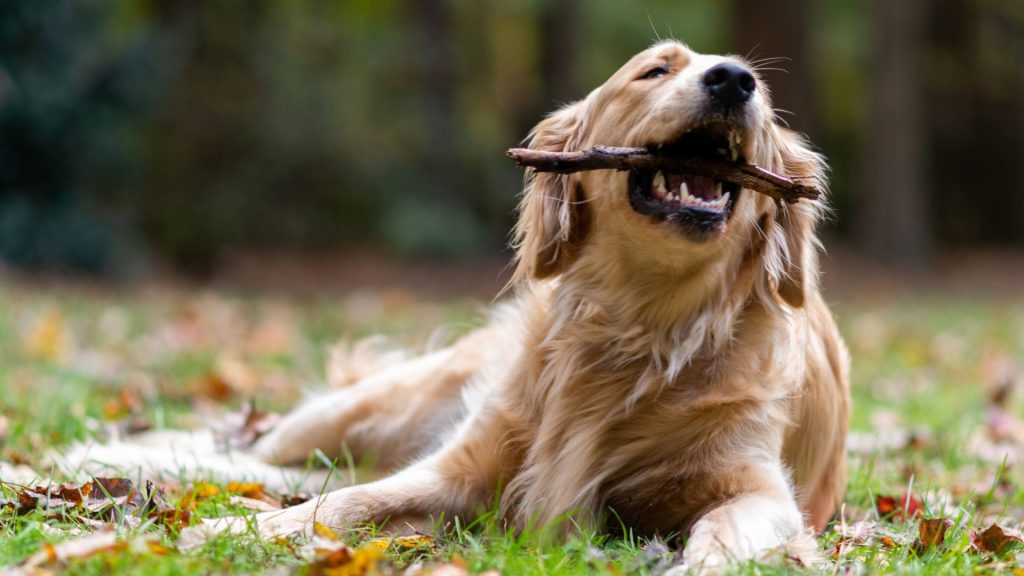 Golden retriever playing with stick in autumn.