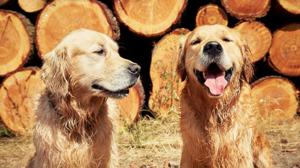 Two joyful amber retrievers by log pile.