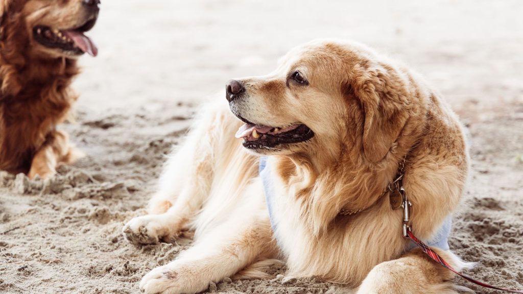 Relaxed amber retrievers on sandy beach.