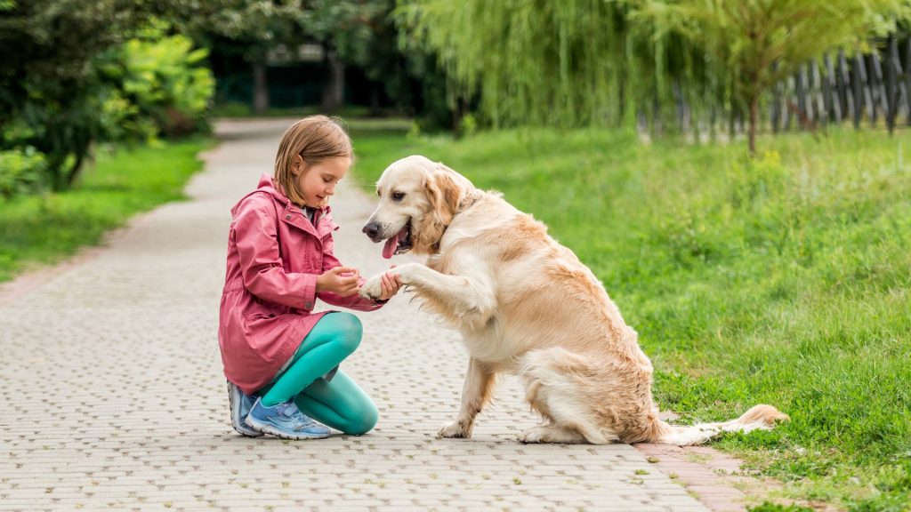 Girl and golden retriever playing in park.