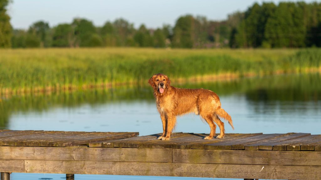 Russet retriever on lakeside dock.