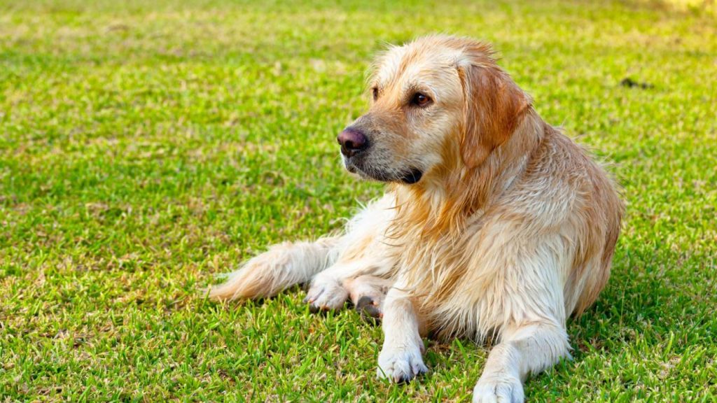 Wet amber retriever resting on grass.