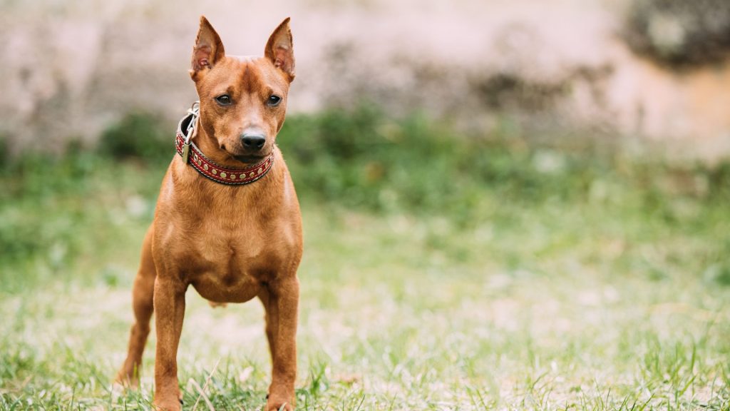 A lean Miniature Pinscher standing on green grass.