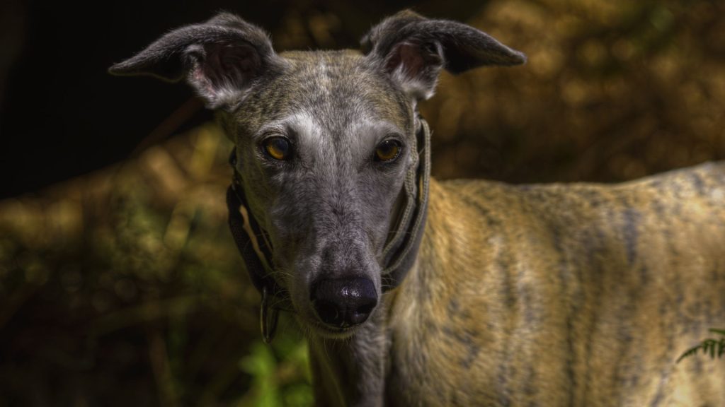 A slender brindle Greyhound with alert ears and intense gaze.