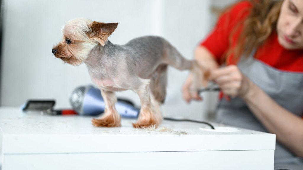 A small dog getting groomed on a table by a professional groomer.