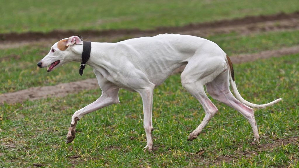 A lean white Greyhound running in a green field.