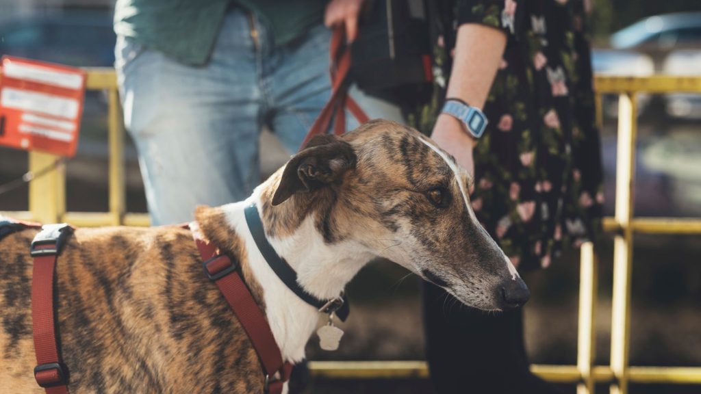 Skinny-Dog-Breeds: A brindle Greyhound with a slender build on a leash.