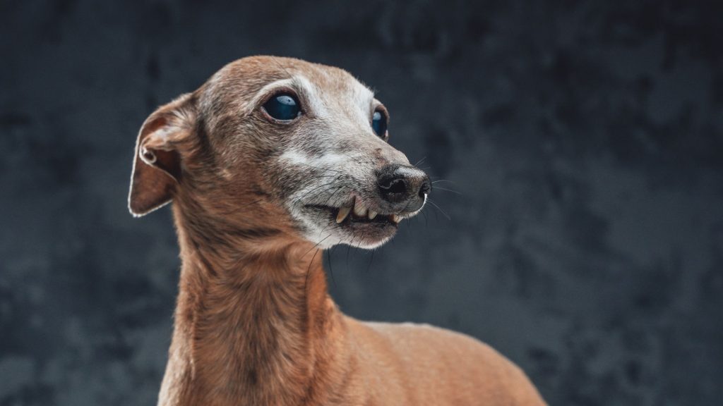 Skinny-Dog-Breeds: An elderly Italian Greyhound with a slender build and unique expression.