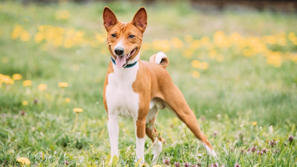 A slender Basenji dog standing in a field of yellow flowers.