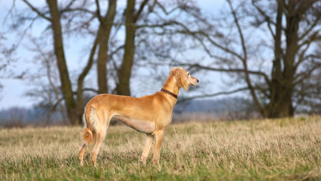 A tall skinny dog breed standing in a grassy field with trees in the background.